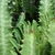 Succulent 3-angled stems with 3 rows of obovate leaves.