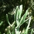 Succulent 3-angled, succulent, green stems.