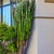 Succulent 3-angled, erect, succulent, green stems.