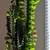 Succulent 3-angled, erect stems with 3 rows of obovate leaves.