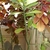 Tall stem with large green leaves near the top