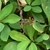 Closeup of leaves and small reddish flowers