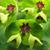Close up of flowers