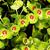 Close up of flowers and bracts.