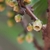 Small white, down-facing flowers from the woody branches.