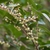 Woody branch w/ alternate leaves & small, white pendulous flos.s