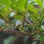 Woody branch w/ alternate leaves & small round black fruits