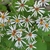 Inflorescence Closeup - pinnated white petals with yellow center