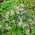 Inflorescence - pinnated white petals with yellow center