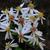Close up of flower