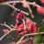 Euscaphis japonica