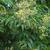 Euscaphis japonicus