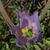 Eustoma grandiflorum