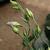 Eustoma grandiflorum