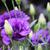 Eustoma grandiflorum