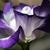 Eustoma grandiflorum