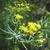 Euthamia caroliniana flowers and leaves