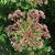 Eutrochium dubium