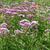 Eutrochium dubium