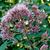 Flower head