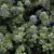 Evolvulus 'Blue My Mind'