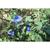 Evolvulus glomeratus 'Blue Daze'