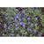 Evolvulus glomeratus 'Blue Daze'