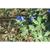 Evolvulus glomeratus 'Blue Daze'
