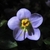 close-up of a small purplish flower.