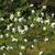 Exochorda racemosa