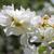 Exochorda racemosa