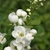 Close up of cup-shape white flowers
