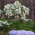Form of the shrub in bloom