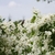 Branches with many white flowers