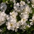 Large, white, 5-petaled flower with a green hypanthium.
