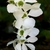 Large, white, 5-petaled flower with a green hypanthium.