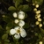 Flower and buds