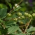 Leaves, stem and fruit