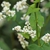 Flowers and leaves
