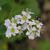 Fagopyrum esculentum-Flowers