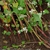 Stems