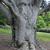 Fagus grandifolia