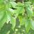 Leaves of F. grandifolia