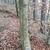 Bark