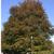 Fagus sylvatica