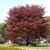 Fagus sylvatica 'Roseomarginata' Tree
