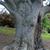 Fagus sylvatica
