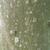 Bark of F. sylvatica