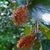 Fruits with spiny cover