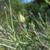 Flower bud and stems